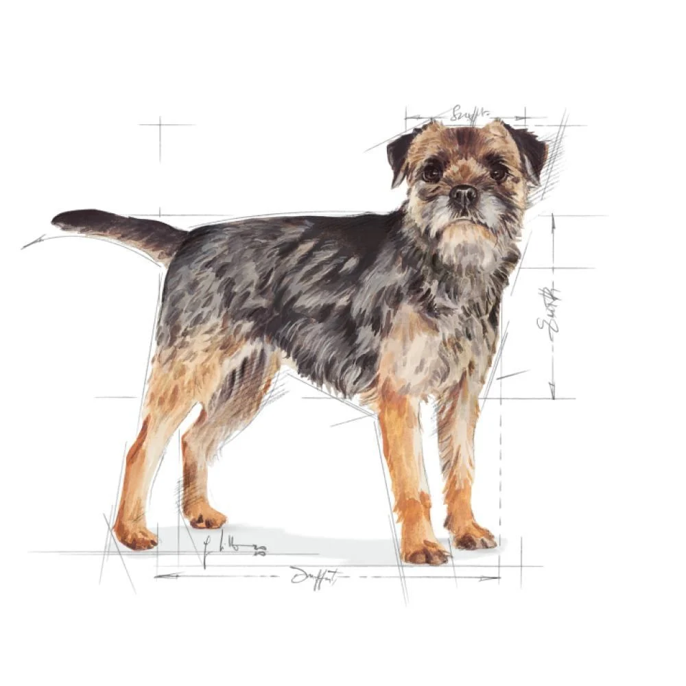 Сухой корм для собак Royal Canin Mini Sterilized Adult 3 кг