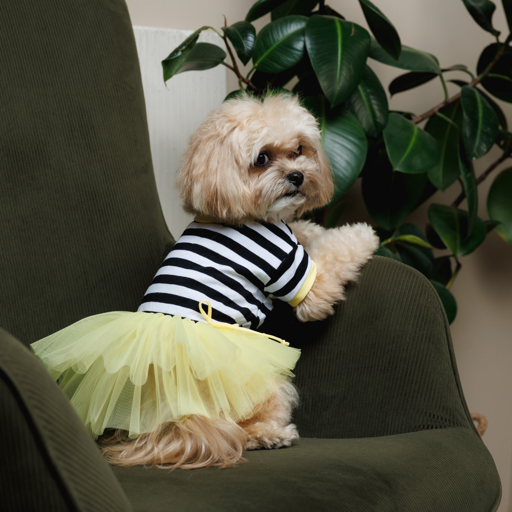 Сукня для собак Pet Fashion Liana XXS - жовтий Сукня для собак Pet Fashion Liana XXS - жовтий