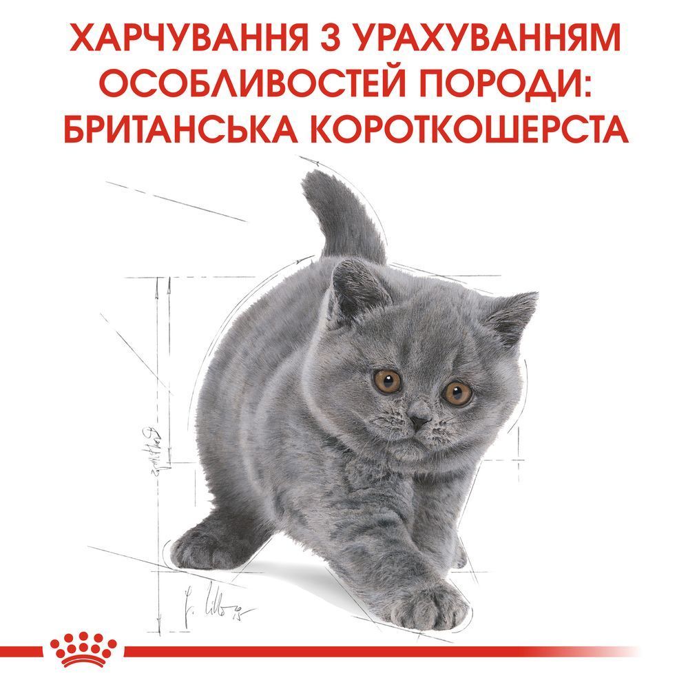 Сухий корм для кошенят Royal Canin Kitten British Shorthair 400 г Сухий корм для кошенят Royal Canin Kitten British Shorthair 400 г