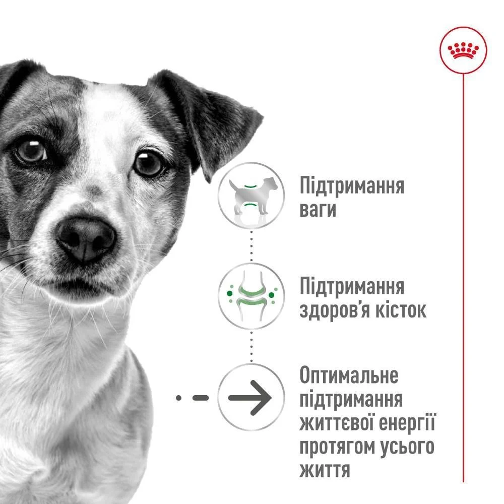 Сухой корм для собак Royal Canin Mini Ageing 12+ 800 г