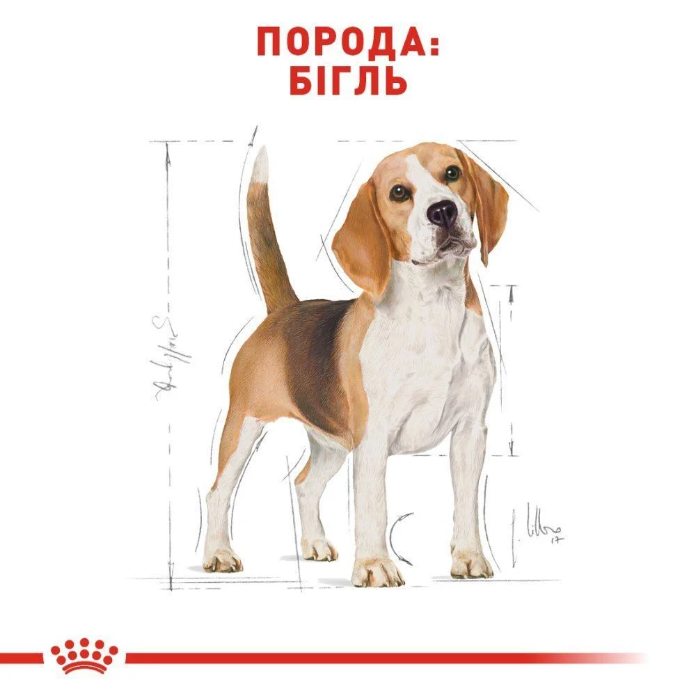 Сухий корм для собак Royal Canin Beagle Adult 3 кг