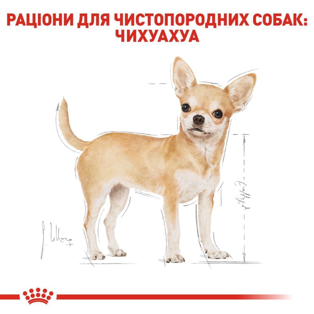 Сухий корм для собак Royal Canin Chihuahua Adult 500 г Сухий корм для собак Royal Canin Chihuahua Adult 500 г