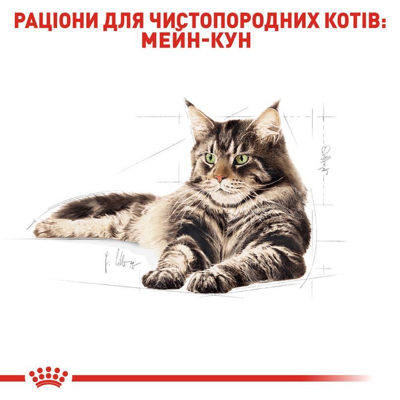 Сухий корм для котів Royal Canin Maine Coon Adult 2 кг Сухий корм для котів Royal Canin Maine Coon Adult 2 кг
