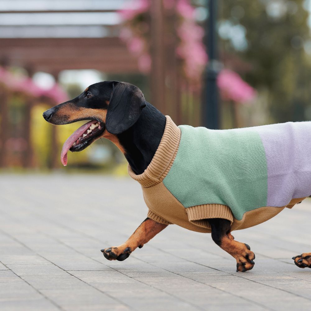 Светр для собак Pet Fashion Rich S-3 Светр для собак Pet Fashion Rich S-3