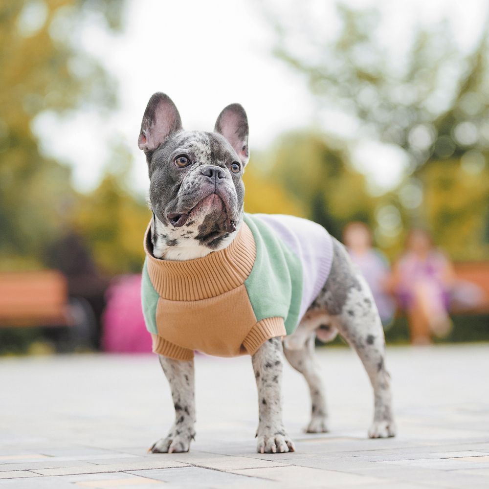 Светр для собак Pet Fashion Rich S-3 Светр для собак Pet Fashion Rich S-3