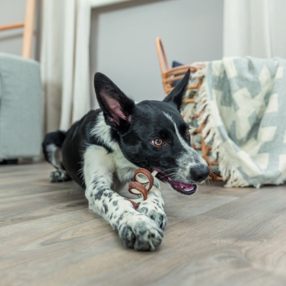 Ласощі для собак Trixie Denta Fun Chicken Chewing Curl bulk 5 шт х 35 г - курка Ласощі для собак Trixie Denta Fun Chicken Chewing Curl bulk 5 шт х 35 г - курка