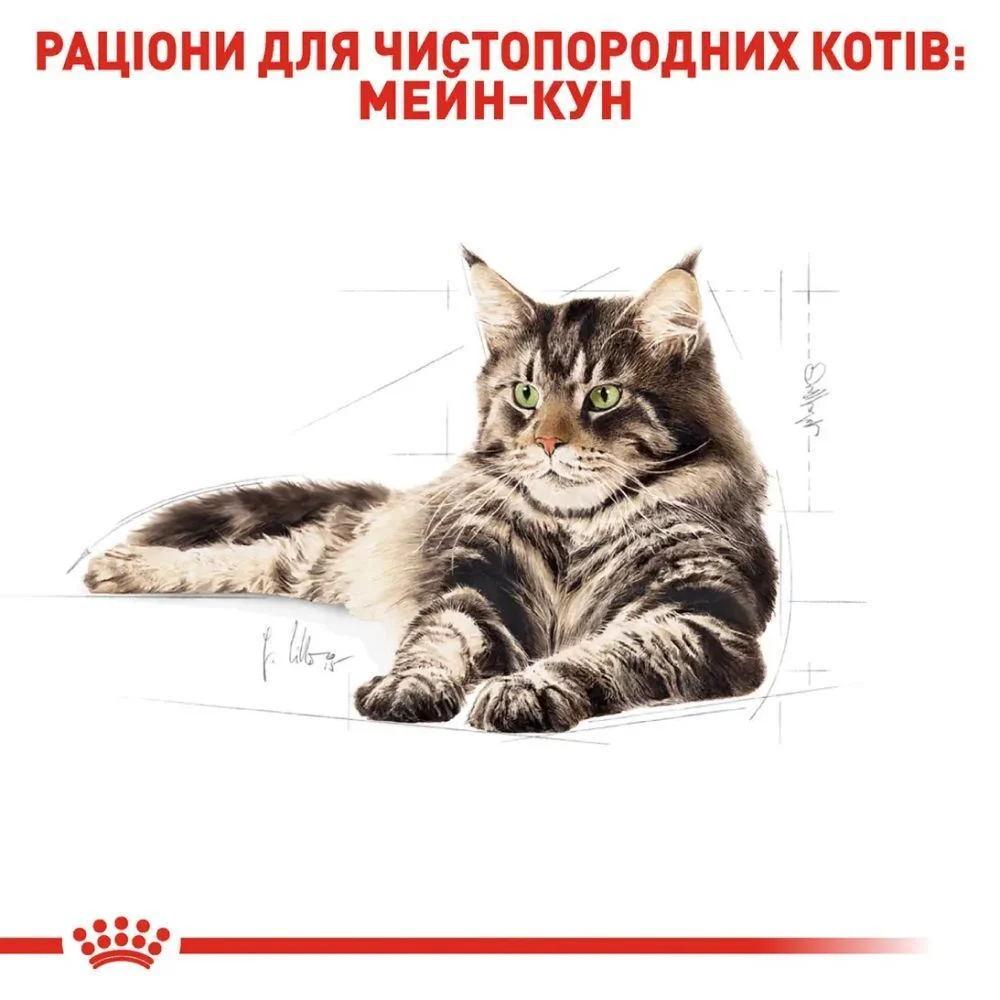 Упаковка вологого корму для котів Royal Canin Maine Coon Adult Gravy 9+3 шт х 85 г Упаковка вологого корму для котів Royal Canin Maine Coon Adult Gravy 9+3 шт х 85 г
