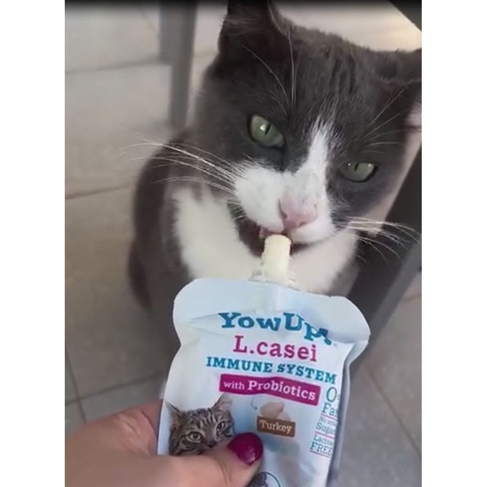 Йогурт для котів YowUp Yogurt L.Casei Turkey 85 г - індичка та пробіотики Йогурт для котів YowUp Yogurt L.Casei Turkey 85 г - індичка та пробіотики