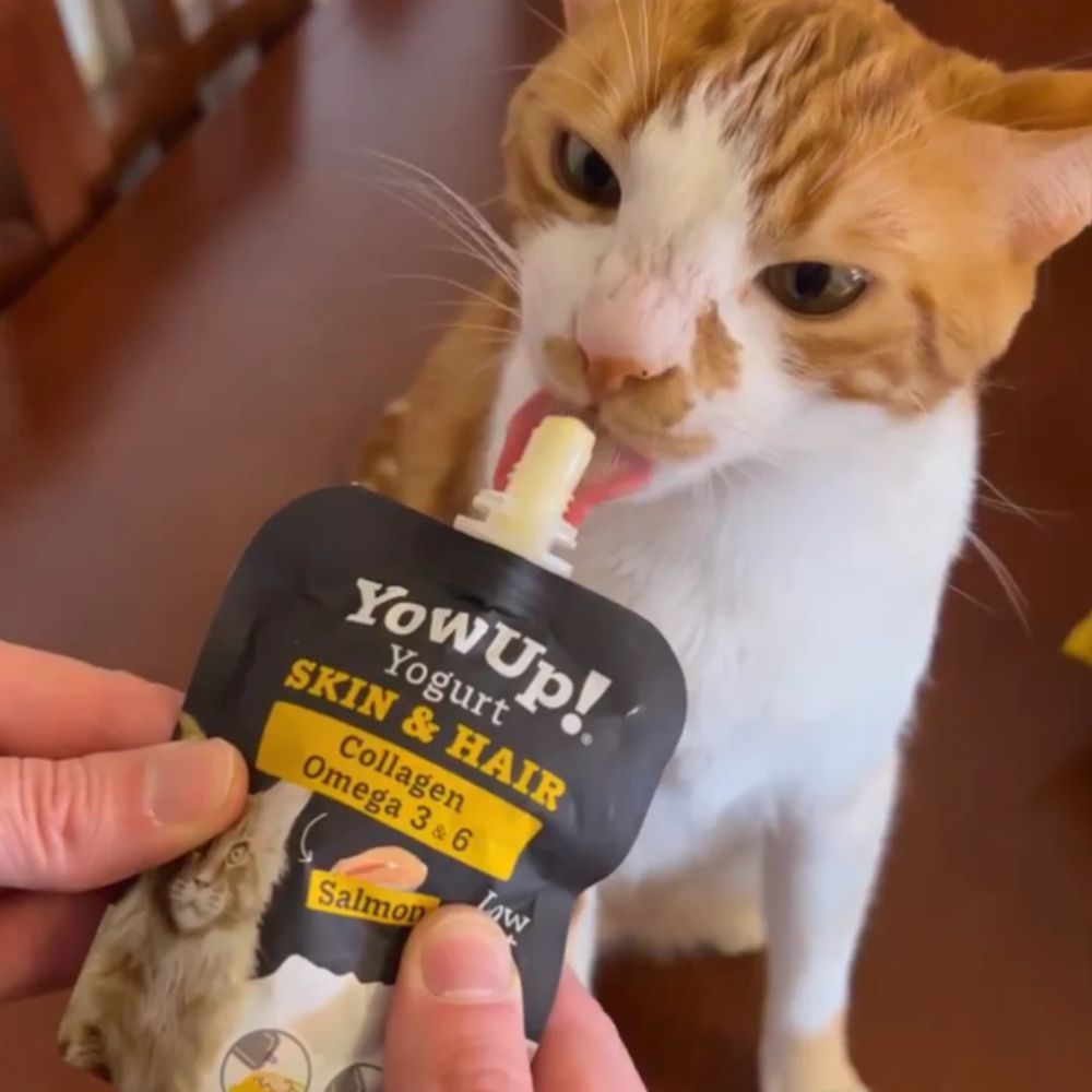 Йогурт для котів YowUp Yogurt Skin and Hair Cat 85 г - лосось, куркума та колаген Йогурт для котів YowUp Yogurt Skin and Hair Cat 85 г - лосось, куркума та колаген