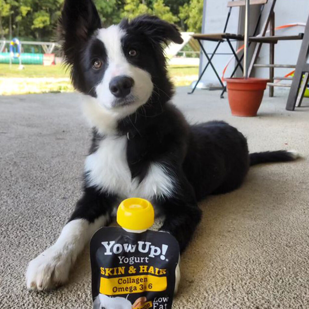 Йогурт для собак YowUp Yogurt Skin and Hair Dog 115 г - лосось, куркума та колаген Йогурт для собак YowUp Yogurt Skin and Hair Dog 115 г - лосось, куркума та колаген