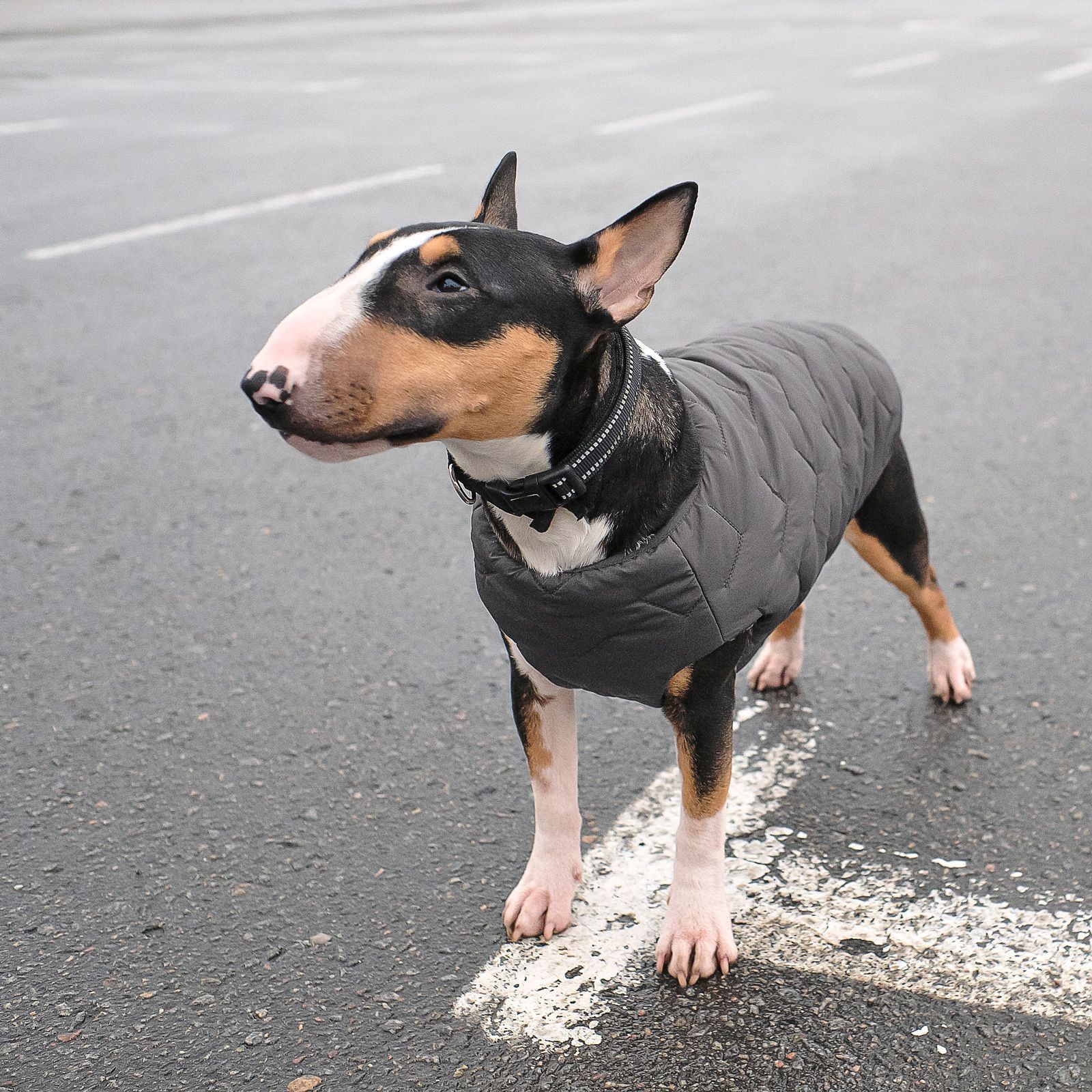 Жилет для собак Pet Fashion E.Vest XS-2 (сірий) Жилет для собак Pet Fashion E.Vest XS-2 (сірий)