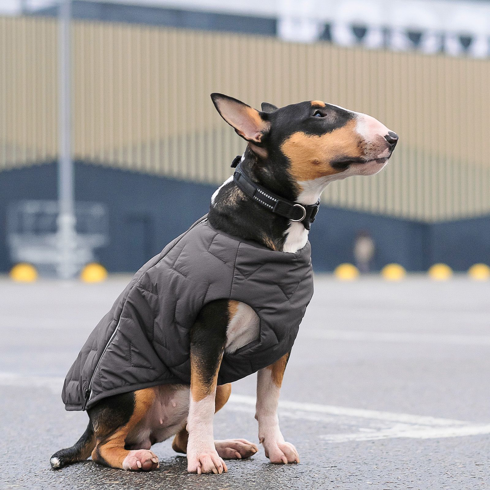 Жилет для собак Pet Fashion E.Vest XS-2 (сірий) Жилет для собак Pet Fashion E.Vest XS-2 (сірий)