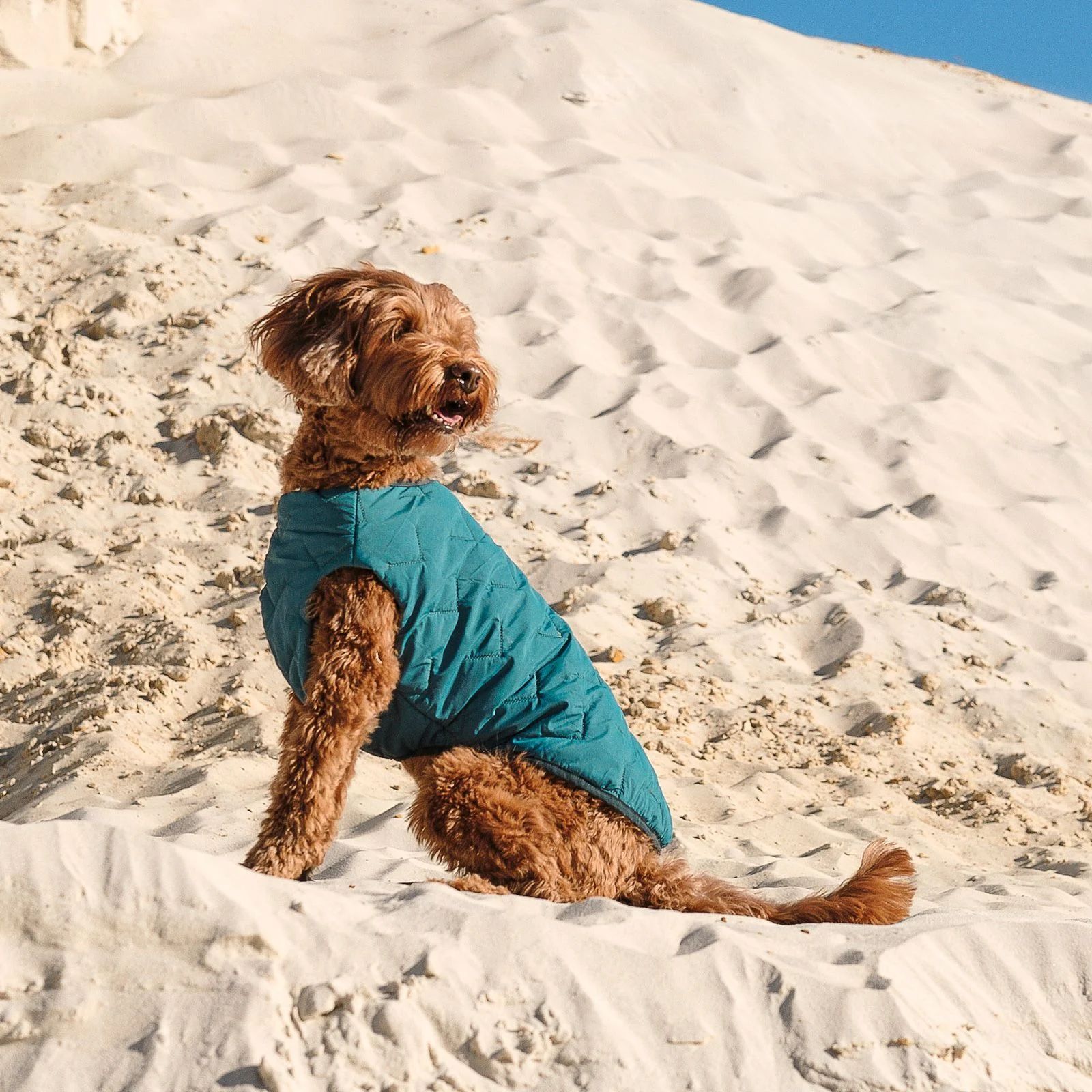 Жилет для собак Pet Fashion E.Vest XS (бірюзовий) Жилет для собак Pet Fashion E.Vest XS (бірюзовий)