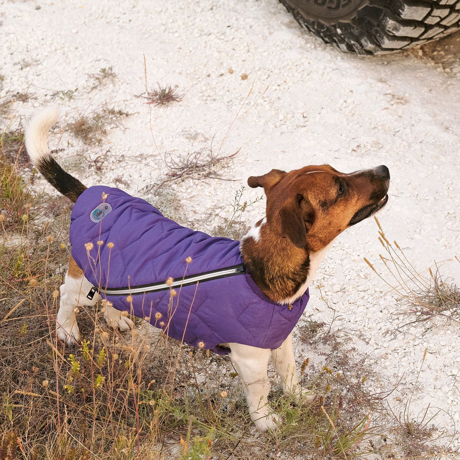 Жилетка для собак Pet Fashion E.Vest XS (фиолетовый) Жилетка для собак Pet Fashion E.Vest XS (фиолетовый)