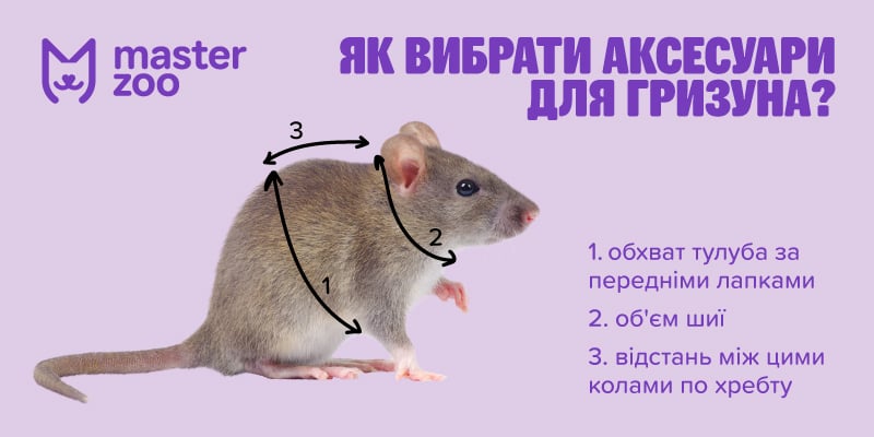 Інфографіка амуніція для гризуна | MasterZoo